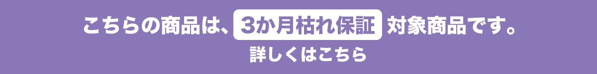この商品は3ヵ月枯れ保証対象商品です。