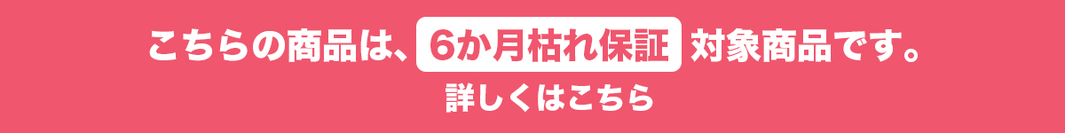 この商品は6ヵ月枯れ保証対象商品です。
