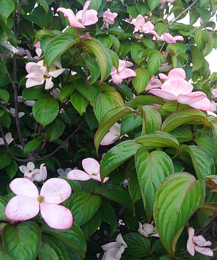 春の花