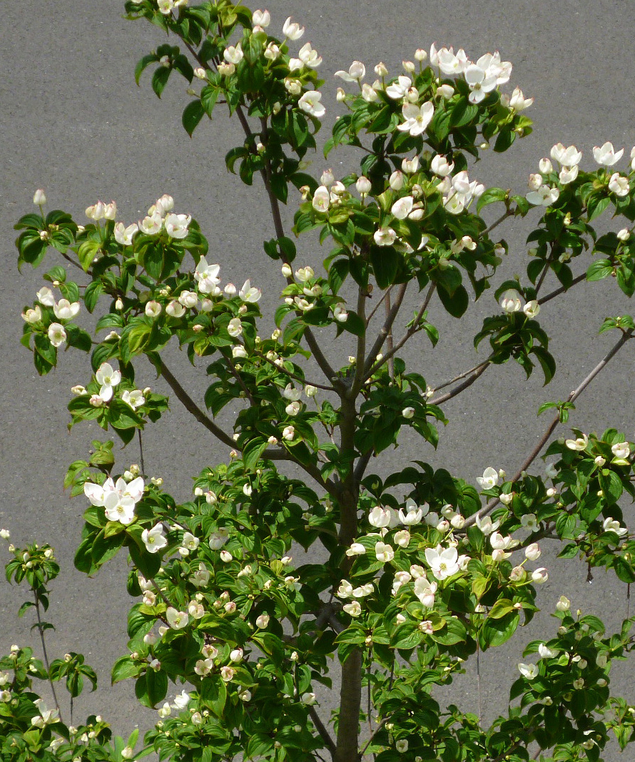 秋の花
