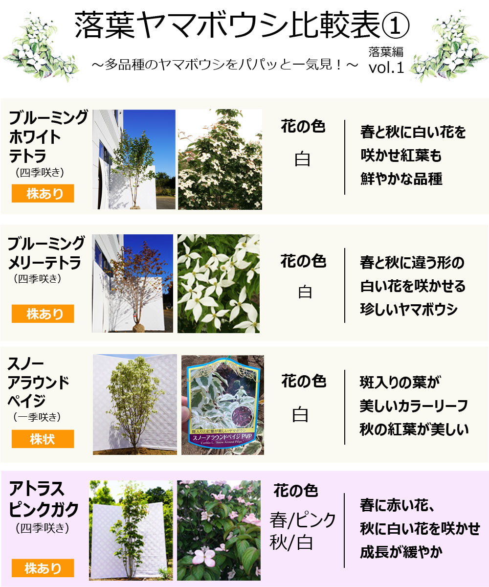 秋の花