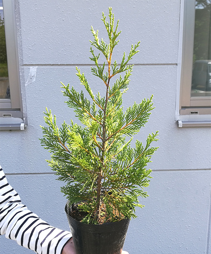 6月撮影