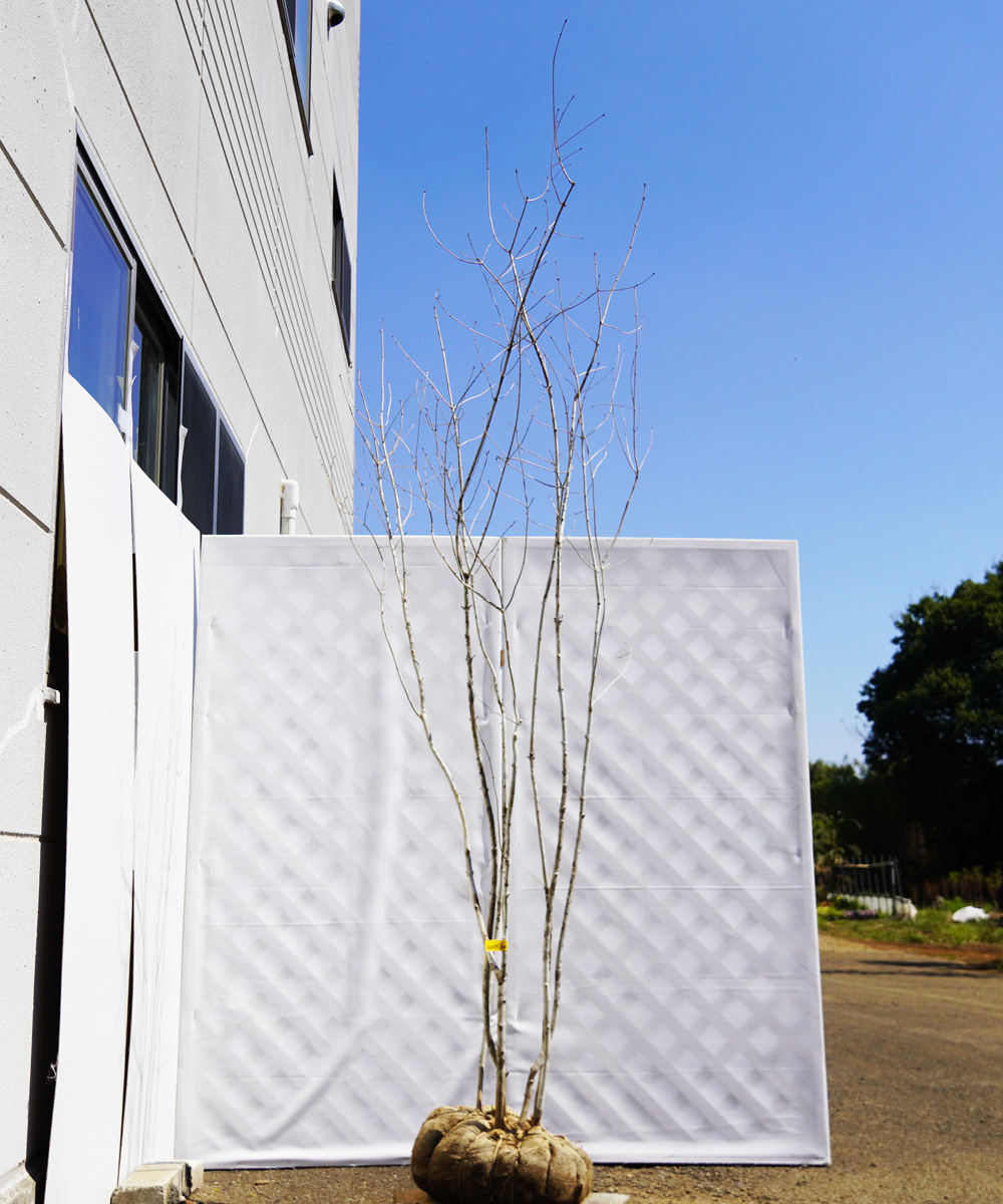 aadp2-26∞ 【山採り】アオダモ 高さ2.6m程度 不在置き了承商品