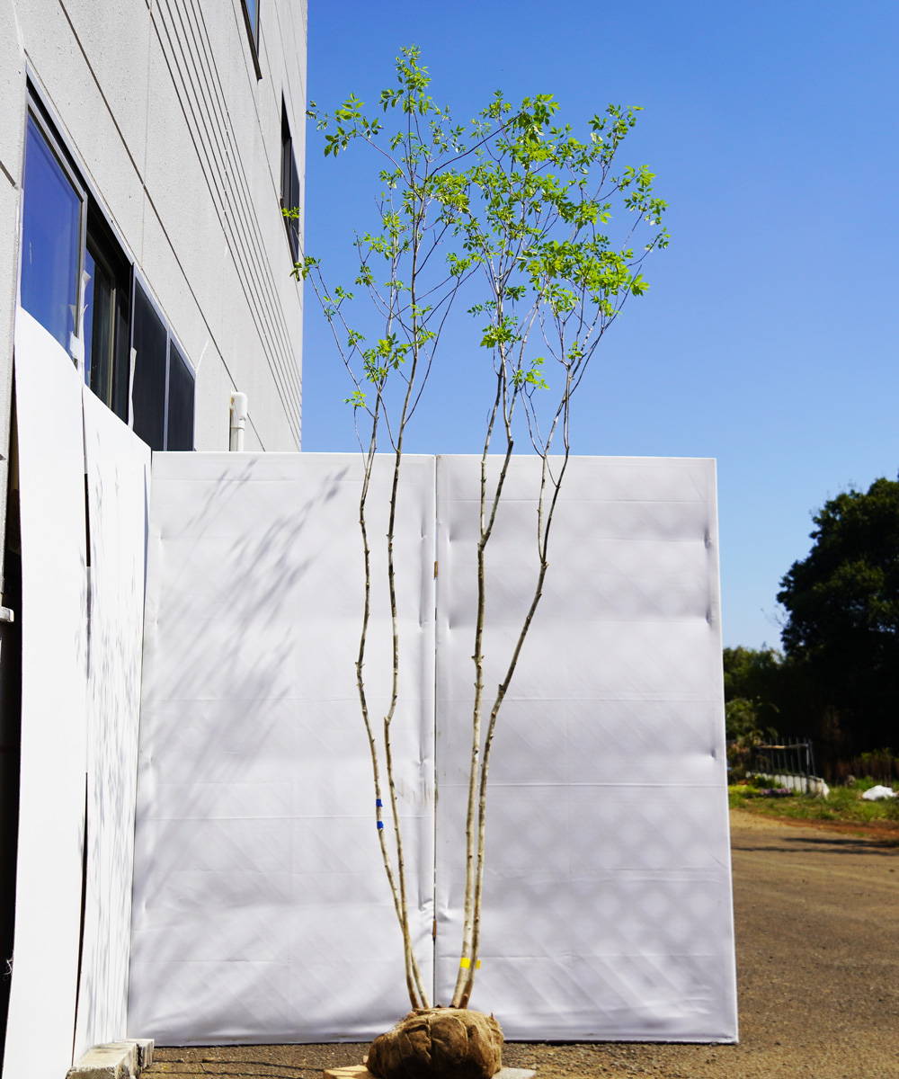 aadp4-27 【山採り】アオダモ 高さ2.7m程度 不在置き了承商品