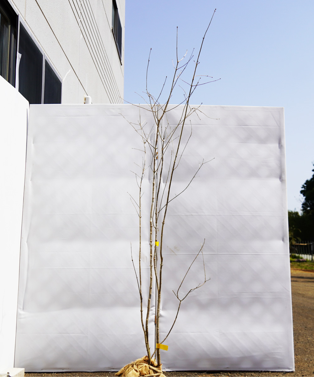 aadr5-19●∞ 直接引き取り限定【山採り】アオダモ 高さ1.9m程度