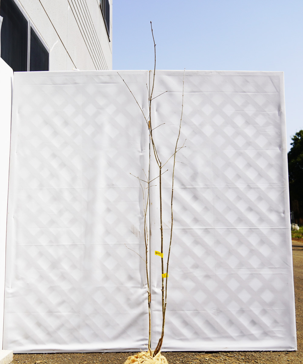 aadr12-16● 直接引き取り限定【山採り】アオダモ 高さ1.6m程度