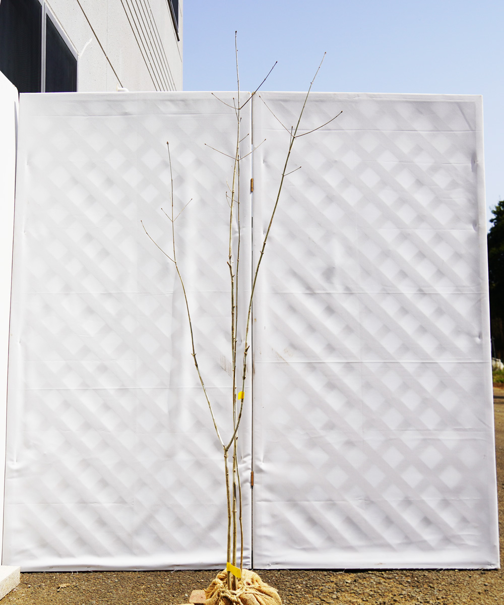 aadr13-17● 直接引き取り限定【山採り】アオダモ 高さ1.7m程度