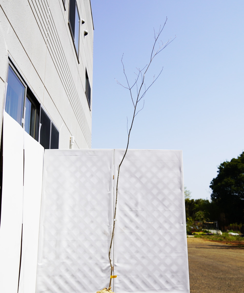 aadr18-30【山採り】アオダモ　高さ3.0ｍ程度　不在置き了承商品