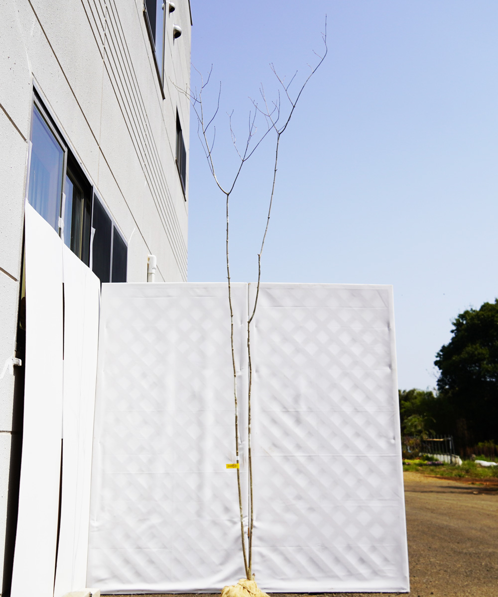 aadr19-30∞【山採り】アオダモ 高さ3.0m程度 不在置き了承商品