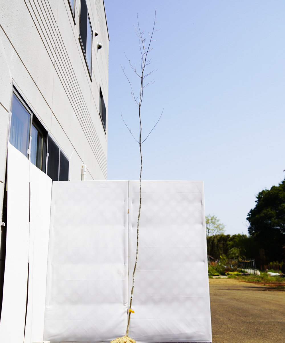 aadr20-31∞【山採り】アオダモ 高さ3.1m程度 不在置き了承商品