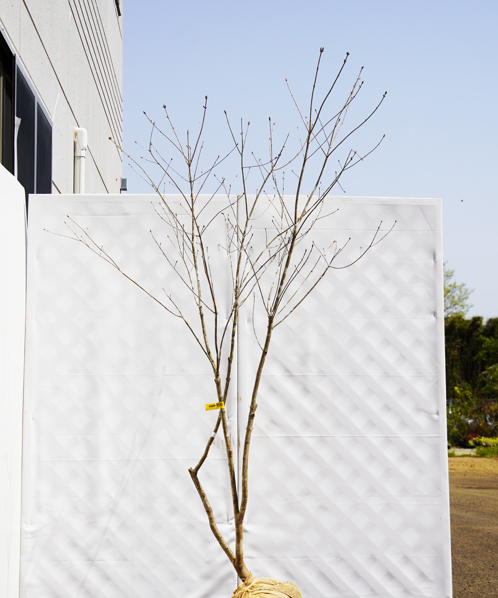 aadr29-20【山採り】アオダモ 高さ2.0m程度 不在置き了承商品