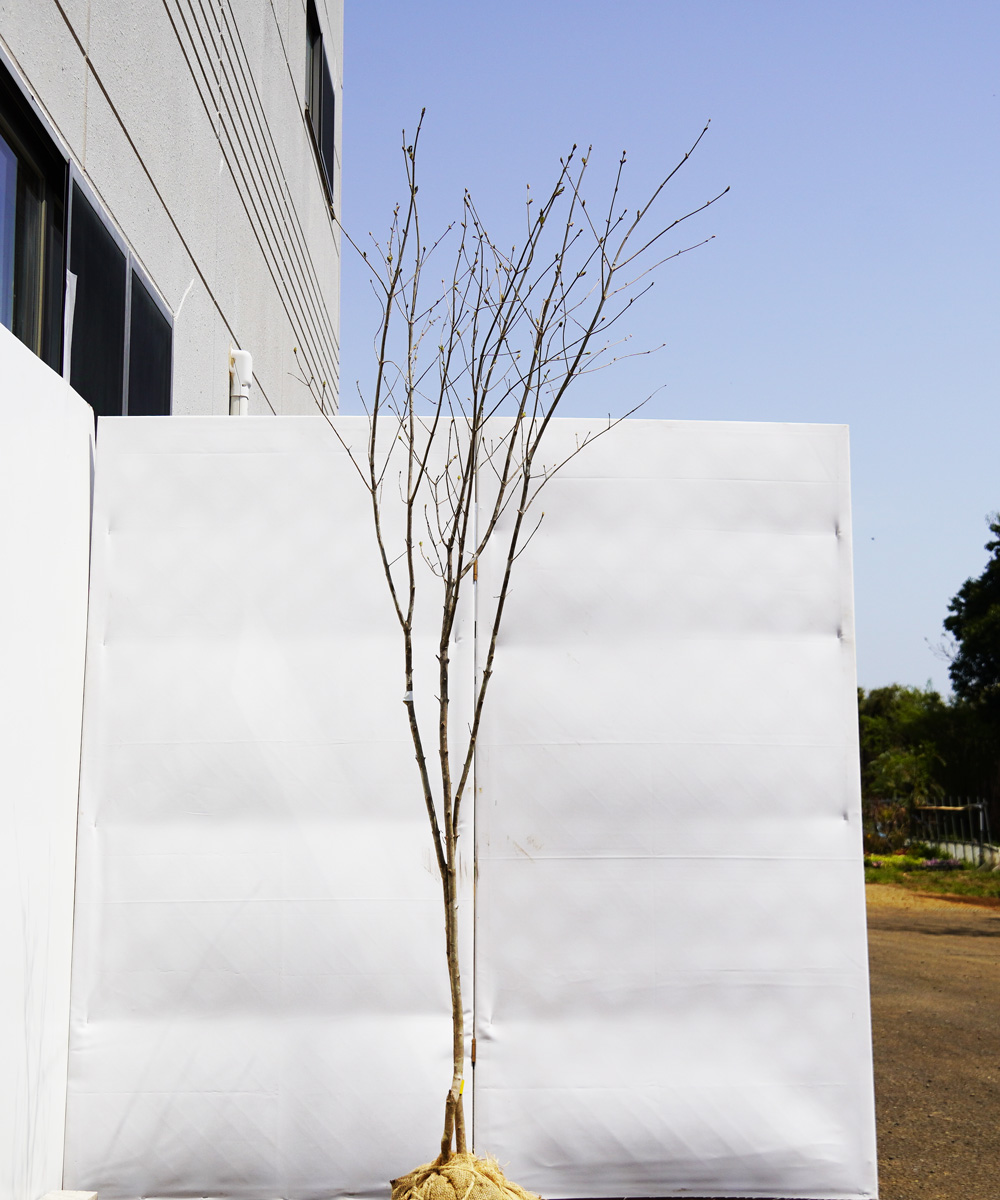 aadr41-21【山採り】アオダモ 高さ2.1m程度 不在置き了承商品