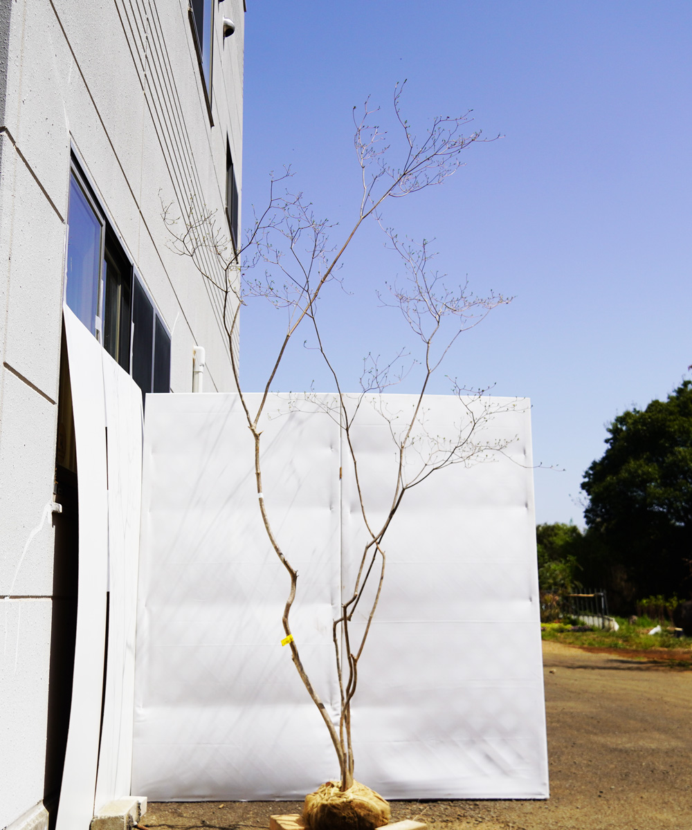 ayte12-29  【山採りもの】ヤマツツジ 高さ2.9m程度 不在置き了承商品
