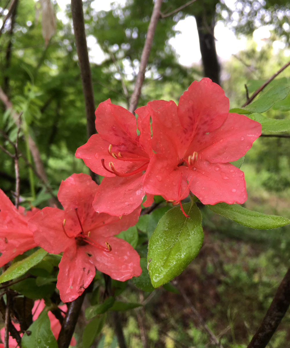 花※花は数年咲かせないものもあります。
