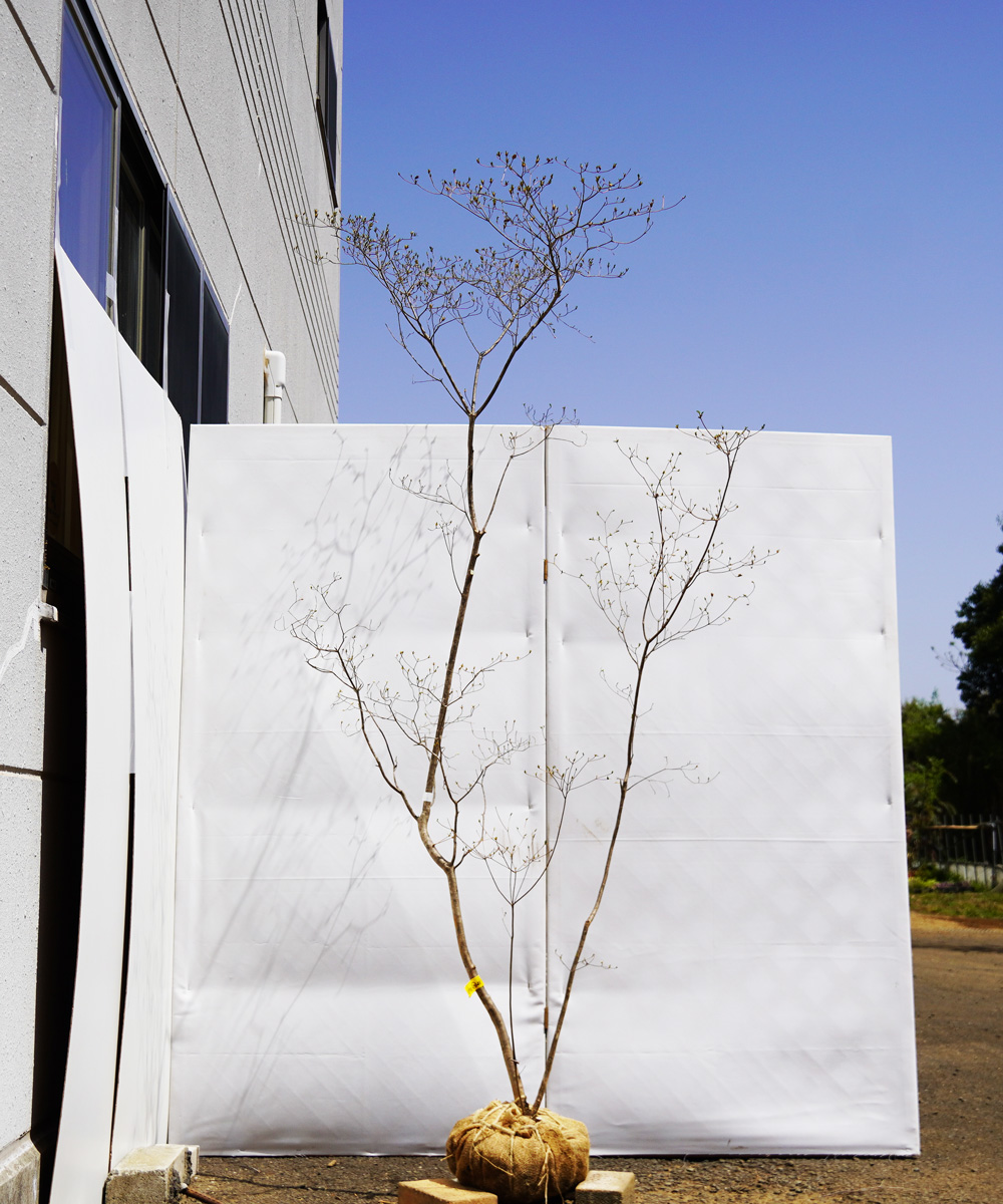 ayte20-21  【山採りもの】ヤマツツジ 高さ2.1m程度 不在置き了承商品