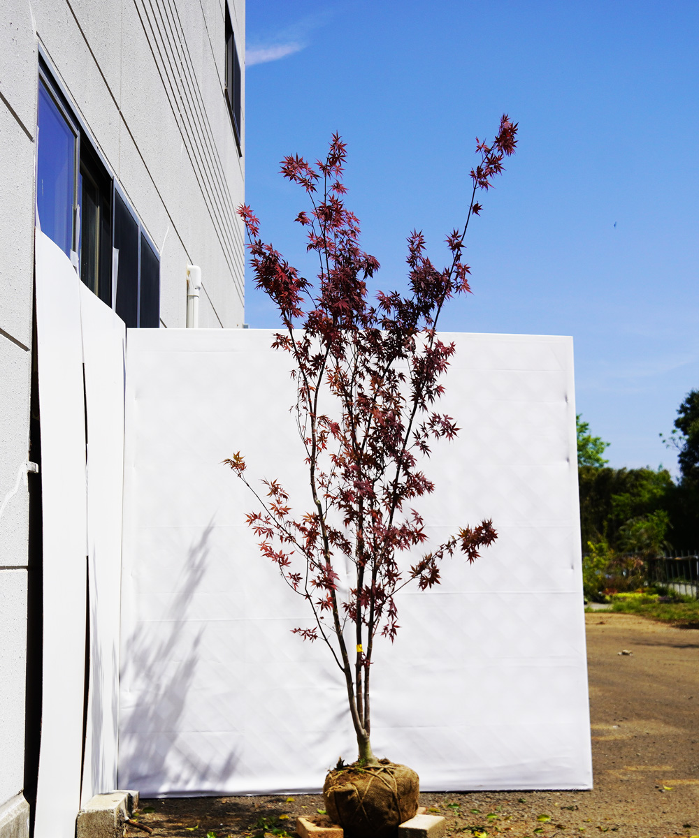 axxg1-22 ノムラモミジ 本株立 高さ2.2m 不在置き了承商品