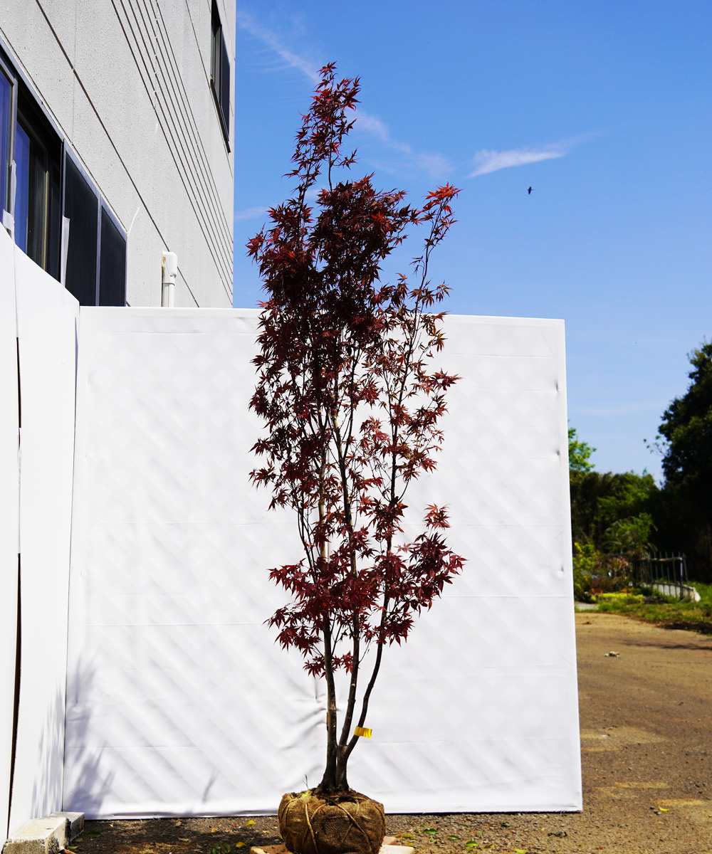 axxg3-22  ノムラモミジ 本株立 高さ2.2m 不在置き了承商品