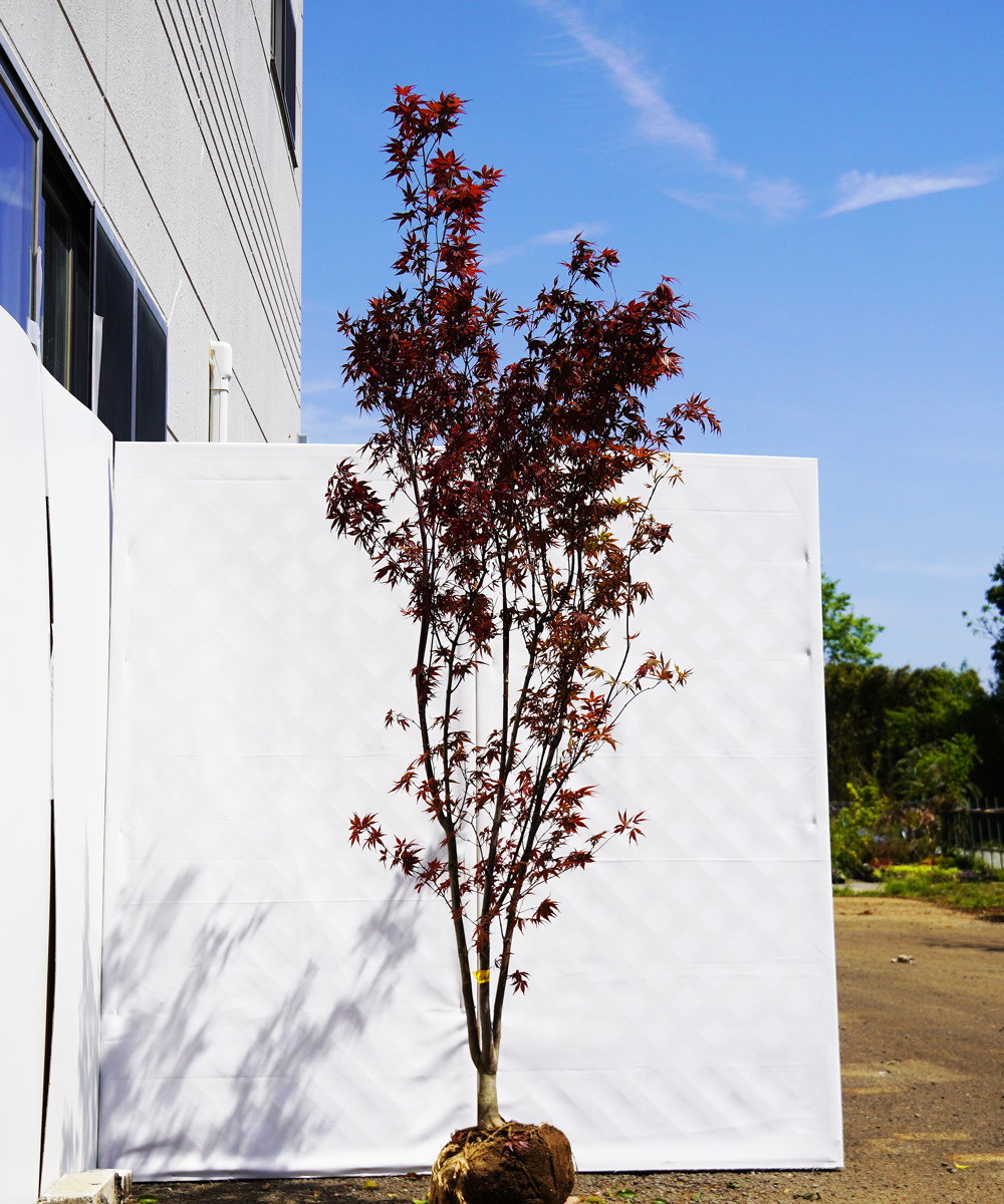 axxg4-22  ノムラモミジ 本株立 高さ2.2m 不在置き了承商品