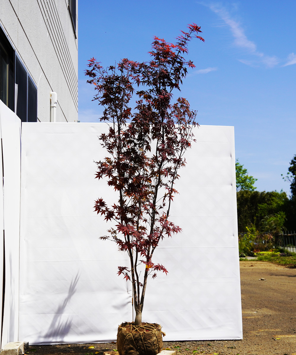 axxg5-21  ノムラモミジ 本株立 高さ2.1m 不在置き了承商品