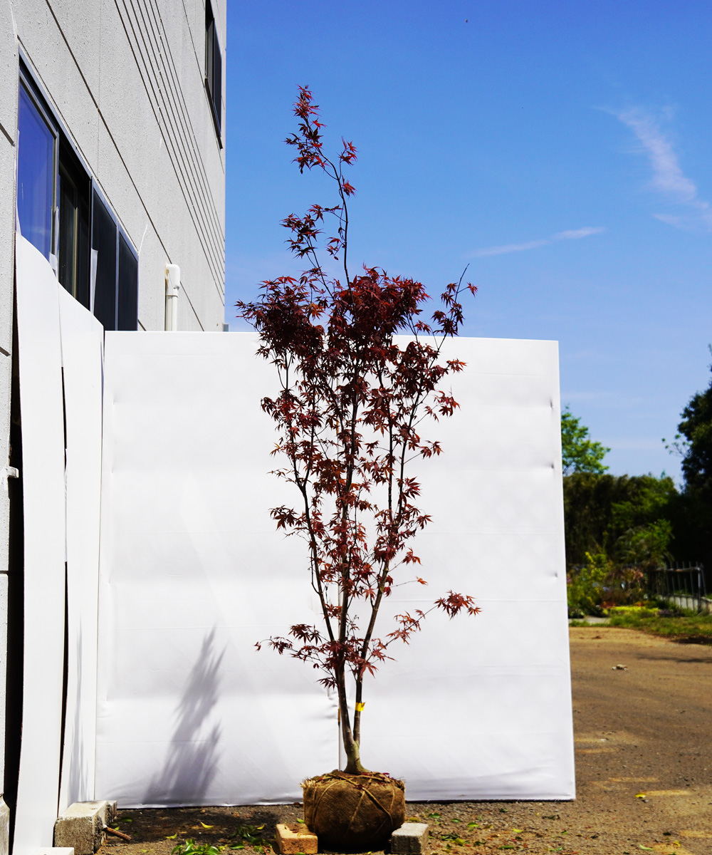 axxg6-22  ノムラモミジ 本株立 高さ2.2m 不在置き了承商品