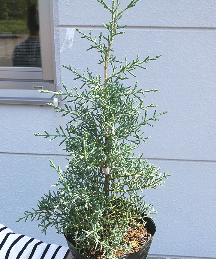 6月撮影