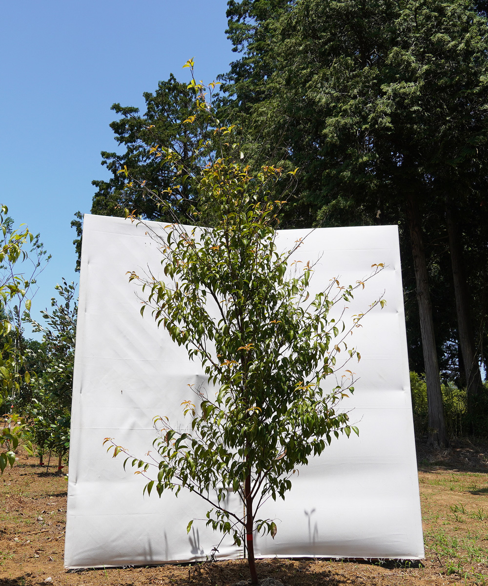 ajec19-23  常緑エゴノキ(トキワエゴノキ)高さ2.3m 不在置き了承