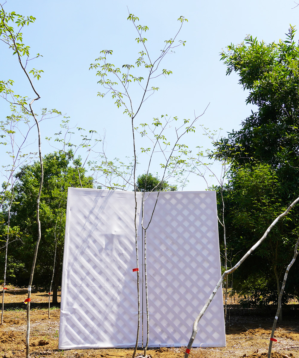 aadh19-34  直接引取り限定【山採り】アオダモ 高さ3.4m程度