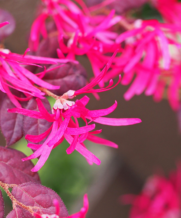 花イメージ