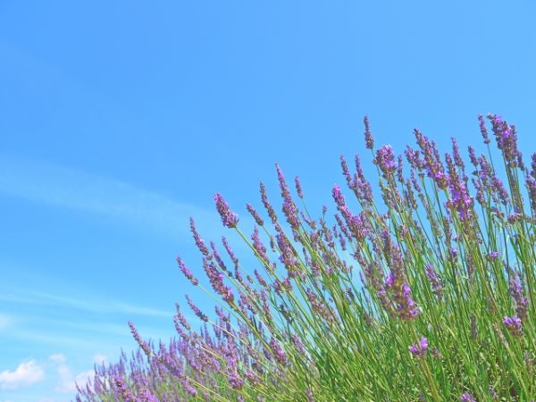 犬のためのハーブ:ラベンダーグロッソの育て方