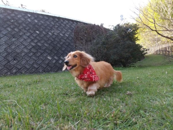 犬のためのハーブ:ペニーロイヤルミント