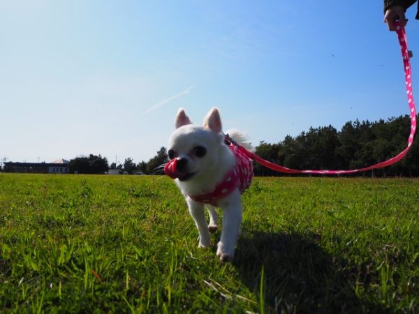 犬のためのハーブ:タイム