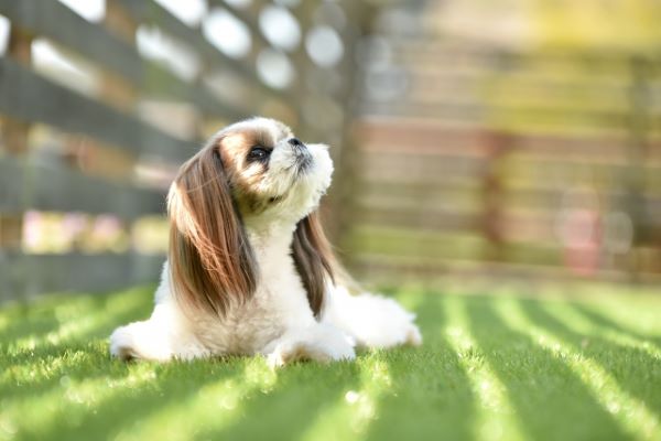 犬のためのハーブ:ジャーマンカモミール