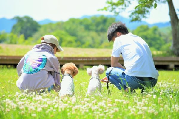 犬のためのハーブ:まとめ