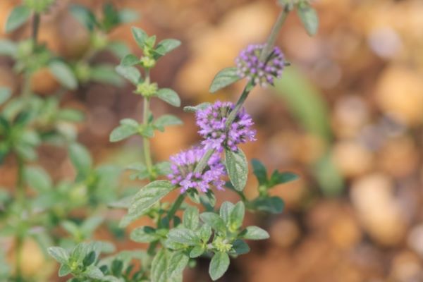 犬のためのハーブ:ペニーロイヤルミントの育て方