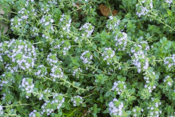 犬のためのハーブ:タイムの育て方