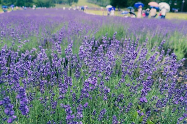 どんな環境でも何度育てても楽だったハーブ