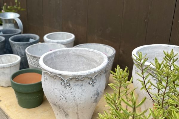 どんな環境でも何度育てても楽だったハーブ:ベランダの注意点