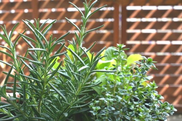 どんな環境でも何度育てても楽だったハーブ:ラベンダー、ローズマリー、タイム