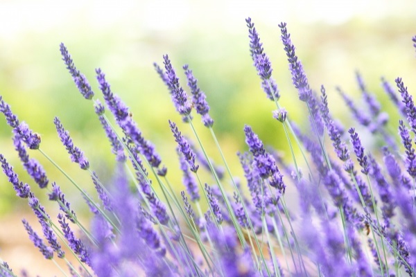 どんな環境でも何度育てても楽だったハーブ:ラベンダーグロッソ