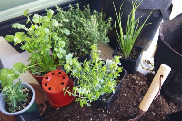 どんな環境でも何度育てても楽だったハーブ:まとめ