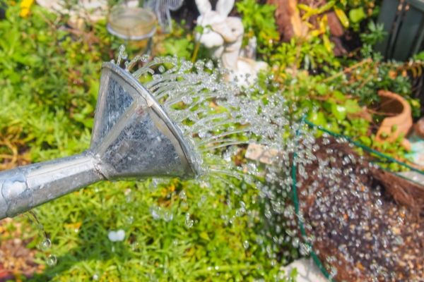 どんな環境でも何度育てても楽だったハーブ:育て方