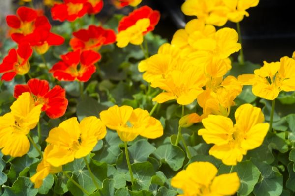 どんな環境でも何度育てても楽だったハーブ:物足りない方に一年草