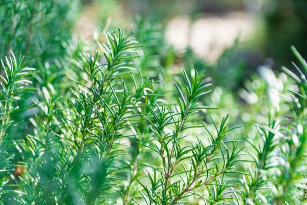 どんな環境でも何度育てても楽だったハーブ:ローズマリー