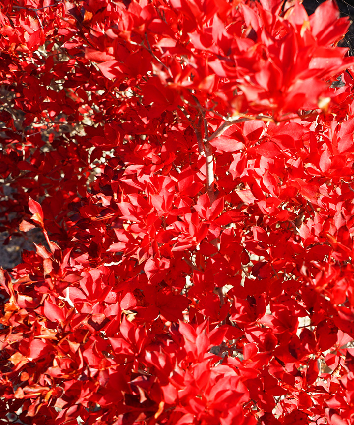 紅葉がきれいなおすすめの低木庭木:ドウダンツツジ紅葉