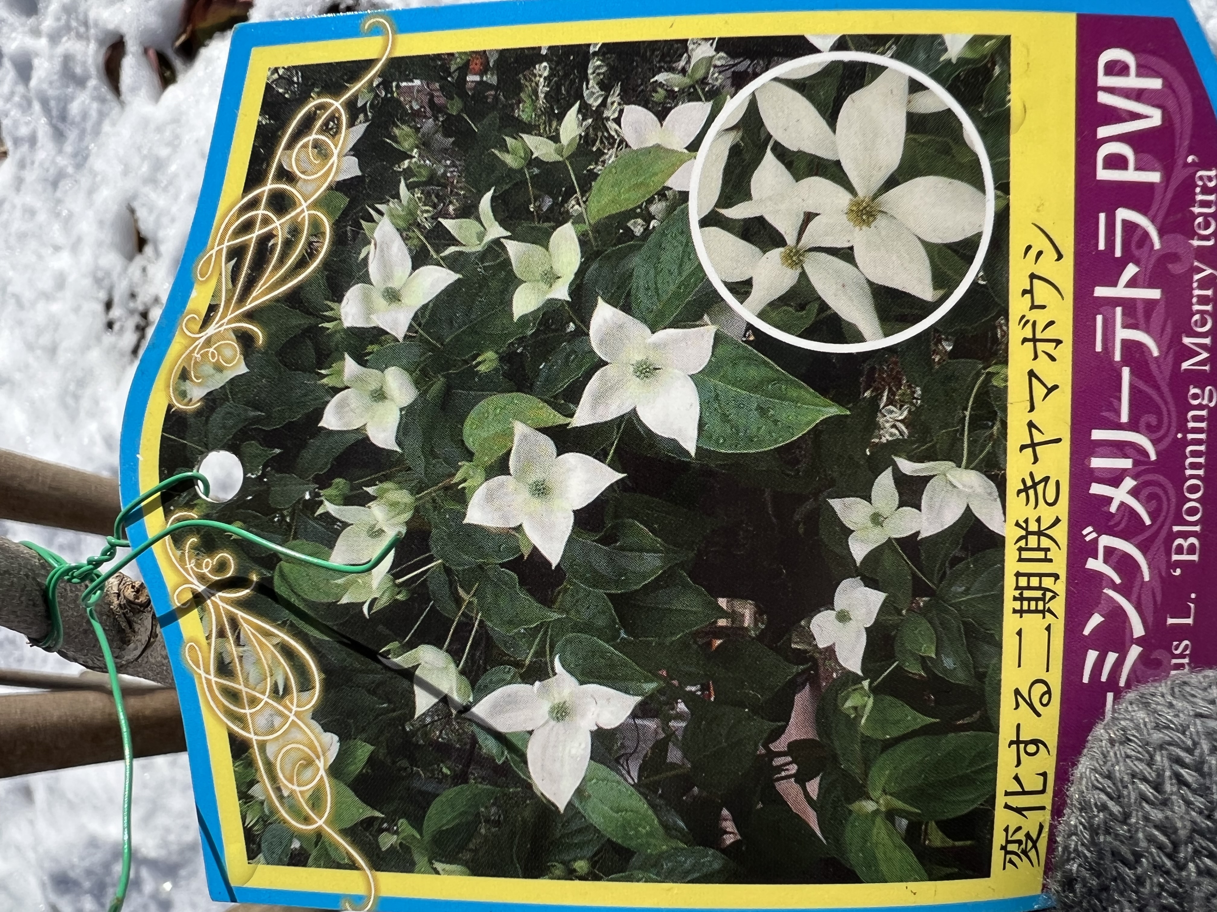 落葉四季咲きヤマボウシ:ブルーミングメリーテトラ 秋の花