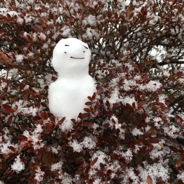 寒冷地の目隠しにおすすめの常緑樹