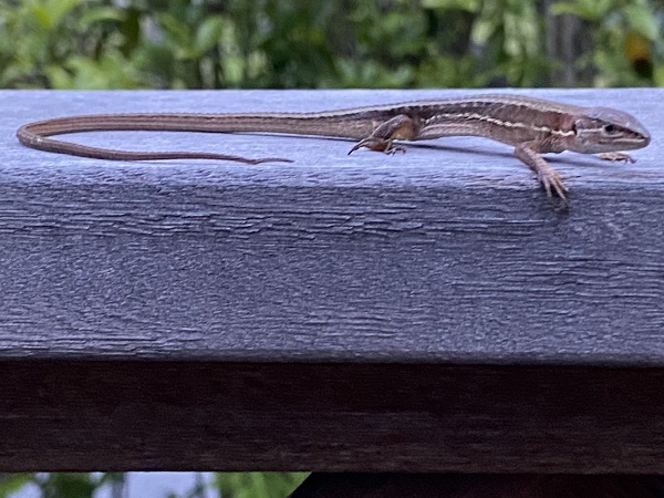 お庭の目隠しは外構計画の大切なポイント:笠木