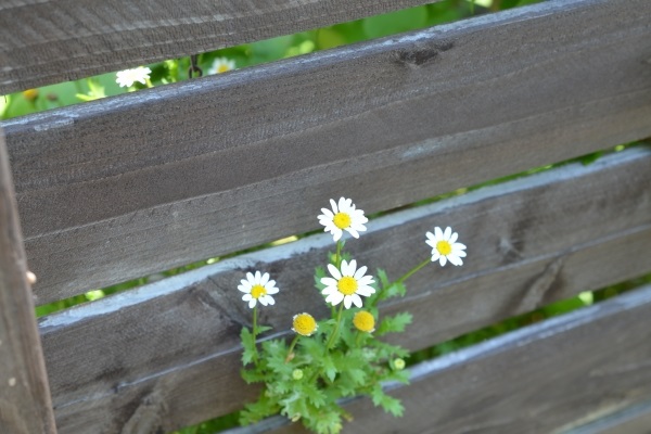 お庭の目隠しは外構計画の大切なポイント:フェンスの隙間