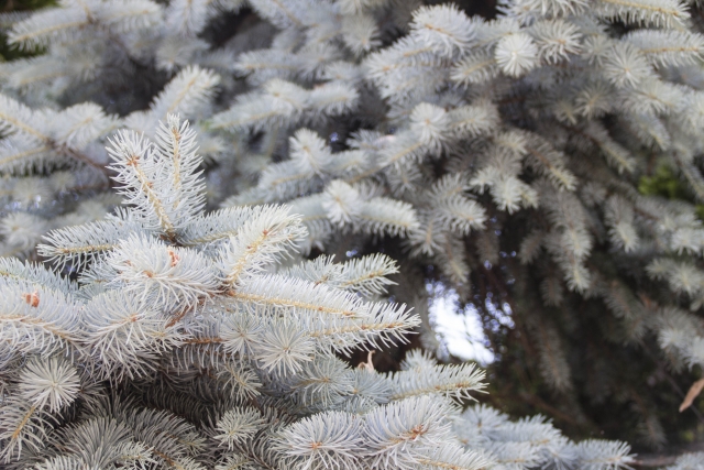 寒冷地におすすめのシンボルツリー:プンゲンストウヒ(コロラドトウヒ)