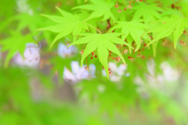 寒冷地におすすめのシンボルツリー:イロハモミジ